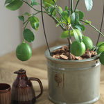 【再販】実付きのレモンの木のRHS鉢植え オリーブグレー
