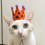 ニャンコの王冠☆ハロウィンオレンジドット  水玉柄