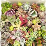 2セット送料無料＿多肉植物・セダムカット苗（アソート）