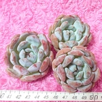 多肉植物 エレガンスポトシナ 韓国苗