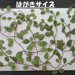 押し花　素材　　花いろいろ(ワイヤープランツ) (１３枚)　４２６