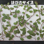 押し花　素材　　花いろいろ(ワイヤープランツ) (１３枚)　４２８