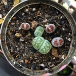 多肉☆リトープス🅱️☆寄せ植え缶