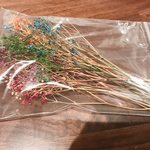 かすみ草 ドライフラワー つぼみ