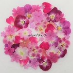 再販 435.押し花アソート〜ピンク系 小花 mix 押し花素材