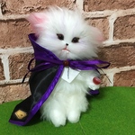 セール中！ 見習いドラキュラくん きつね ねこ ぬいぐるみ