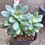 パープルドリーム☆多肉植物