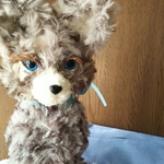何か言いたげワンちゃん 青い目