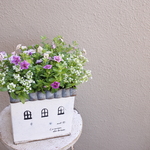 八重咲きカリブラコア ティフォシーとかわいいお花の寄せ植え*