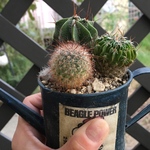 多肉☆サボテン寄せ植え☆リメ缶植え