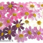  押花素材194　コスモス（赤花処理混合）