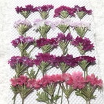 バーベナ3色　押し花