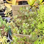 サルサヴェルデ☆セダム☆2.5号☆多肉植物