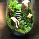 苔テラリウム　LEDライト蓋付き　紅木化石の山