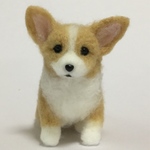 ポンポン コーギー子犬