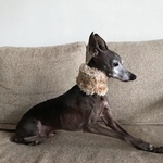 NECK WARMER【送料込み】
