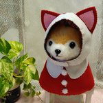 クリスマス🎄撮影用クリスマスのエプロンと帽子（Lサイズ）