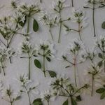 押し花 素材 ユーフォルビア（ダイヤモンドスター）💐