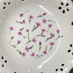 花火草(押し花)