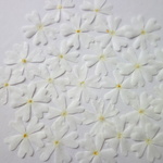 押し花素材・シバザクラ