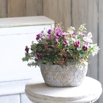 パープルビオラの花束植え