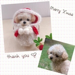 yaichan4様専用♡クリスマスわんこ『うちの子オーダー』 (mii wool&wool)