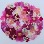 436.押し花アソート〜ピンク系 ビオラ お花 mix 押し花素材