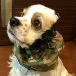 再販❤︎迷彩柄　グリーン　中型犬用スヌード　犬用スヌード