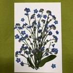 a様専用🌼忘れな草🌼