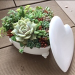 cute ♡ ハート猫足鉢の多肉寄せ植え 