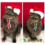 クリスマスネクタイ、猫ちゃんの首輪
