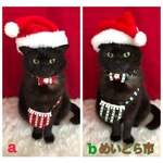 クリスマスバック、猫ちゃんの首輪
