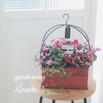 ꫛꫀꪝ✧‧˚✧‧˚❁*シクラメンの秋の寄せ植え❁⃘*.ﾟGIFTにも\❤︎/