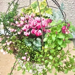 春までたっぷり楽しめる！ハッピーベリー 寄せ植え