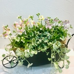 甘〜い香り♡ ネメシアのブリキカート寄せ植え