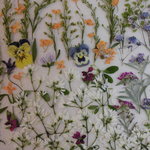 押し花 素材 ユーフォルビア（ダイヤモンドスター）、金木犀💐