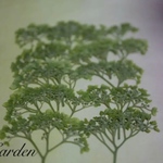 アナベル《押し花花材》