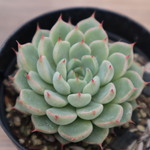 多肉植物　"赤爪ザラゴーサ"
