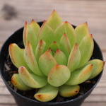 多肉植物　限定3個♪”Forber” 