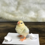 ペーパーウェイト・ひよこ