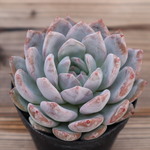 多肉植物　”アイスクリーム” 