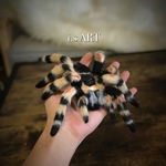 ブローチ・タランチュラ