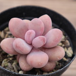 多肉植物　”アメジスティヌム”