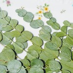 押し花素材🌱ユーカリ🌱