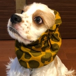 水玉シリーズ❤︎からし色　中型犬用スヌード　犬用スヌード