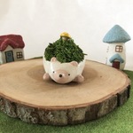 ハリネズミの苔盆栽