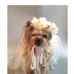 犬服オーダー　★花冠ベール★