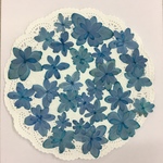 NO.204 オールドブルーの八重紫陽花／押し花素材