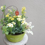 『ウィンターコスモス』とかわいいお花の寄せ植え*