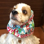 クリスマス柄❤︎中型犬用スヌード　犬用スヌード